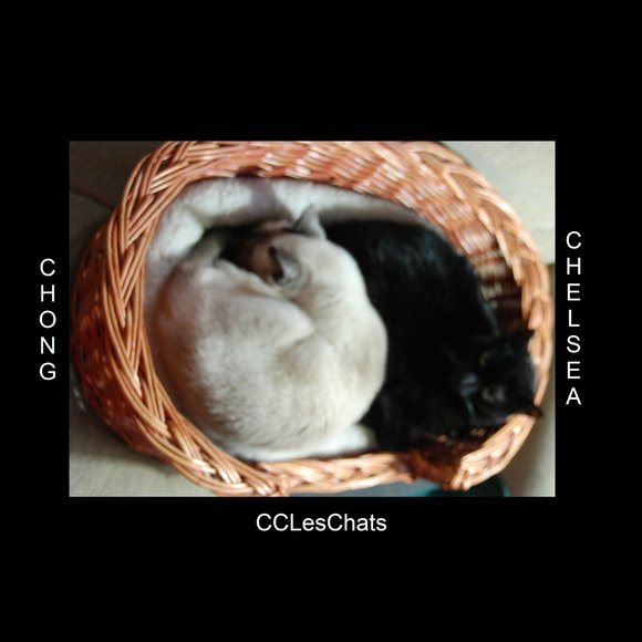 Meet your Posher, Nancy - Picture 3 of 7